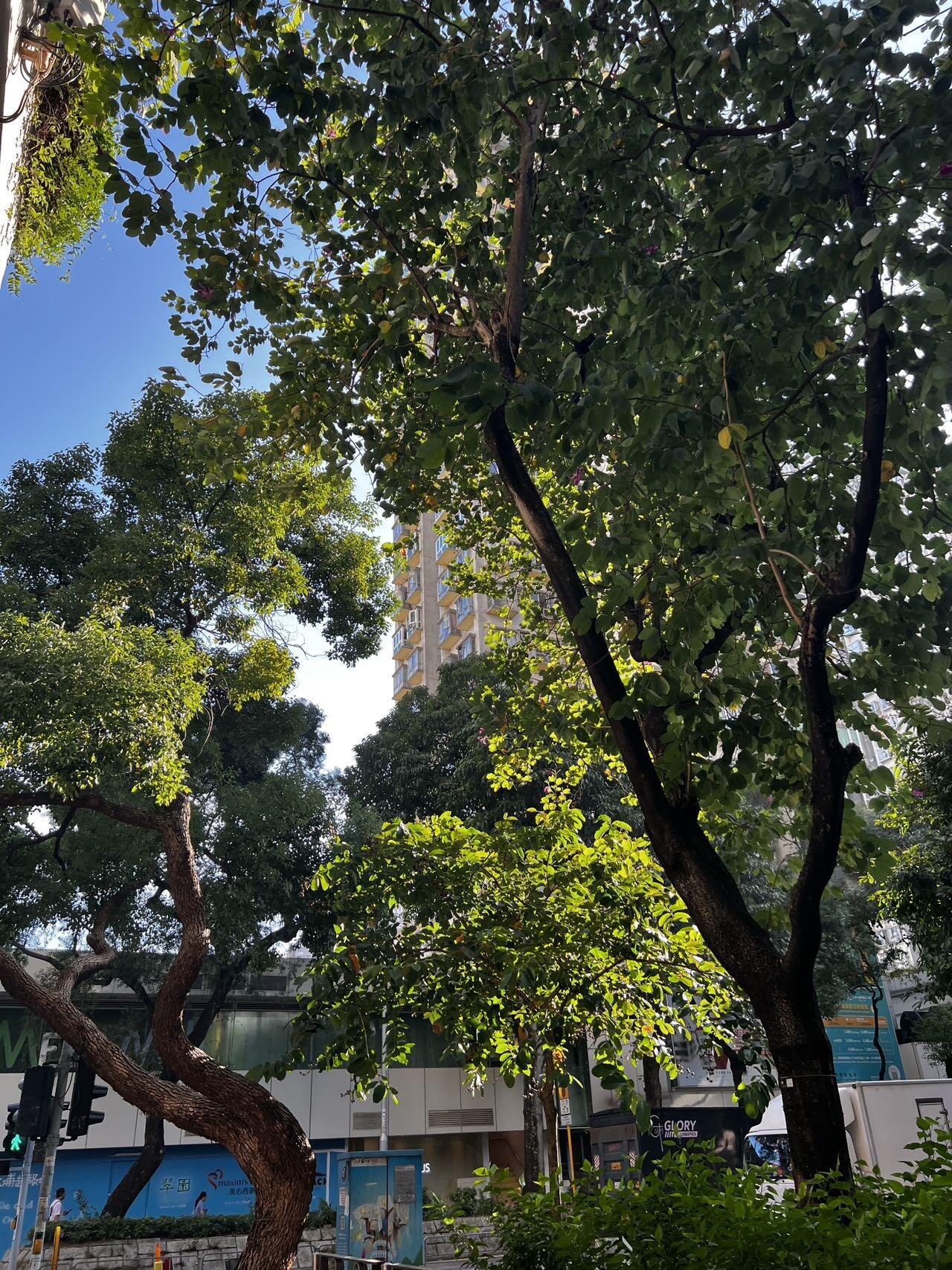大埔中心 大房转租