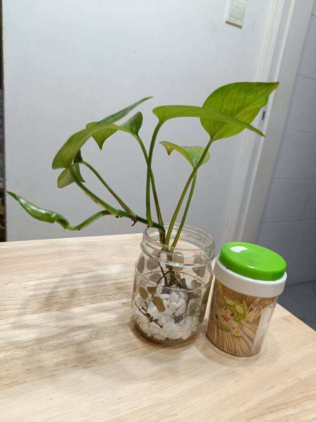 室內水培植物