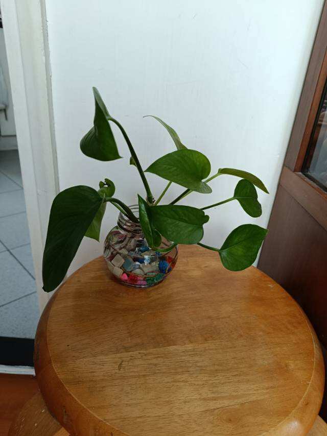 室內水培植物
