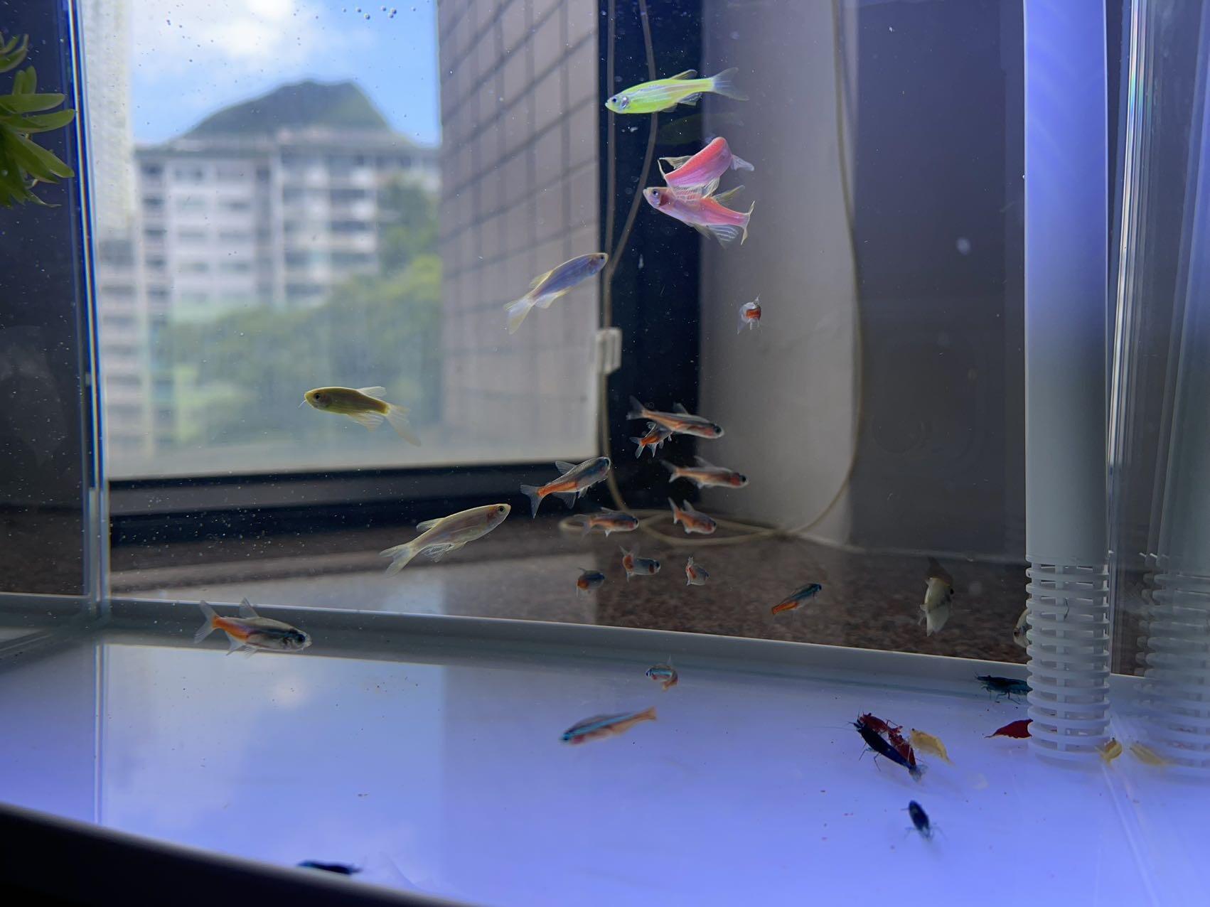 鱼缸