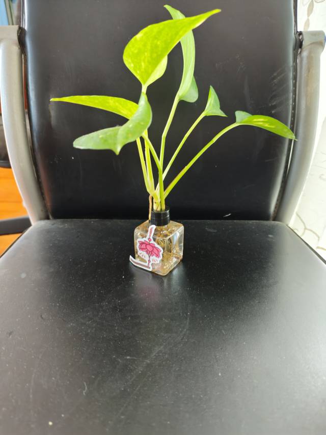 水培植物黄金葛