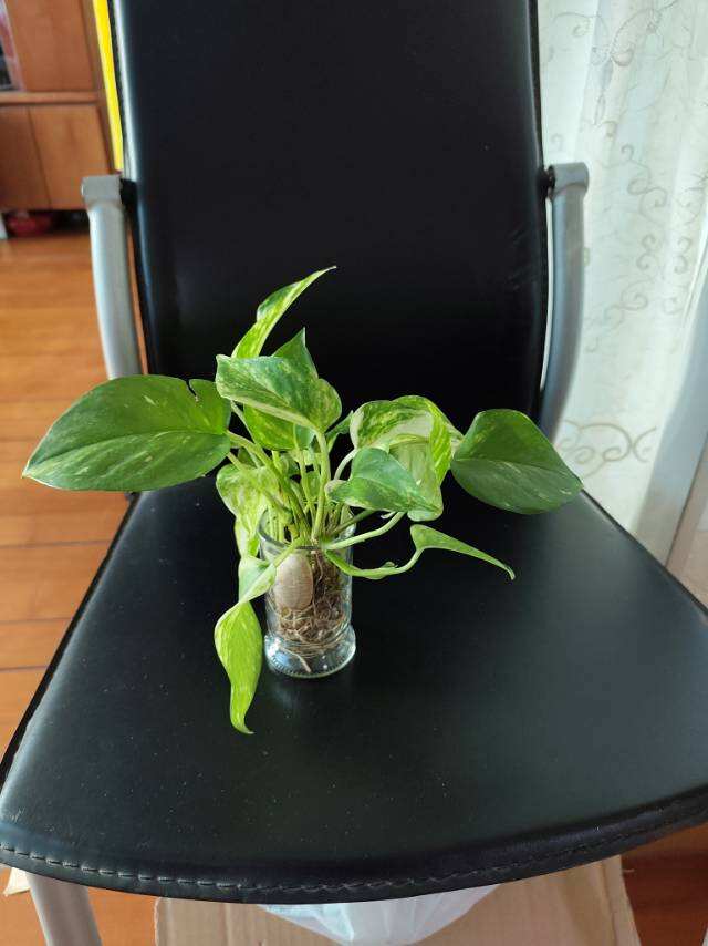 水培植物黄金葛