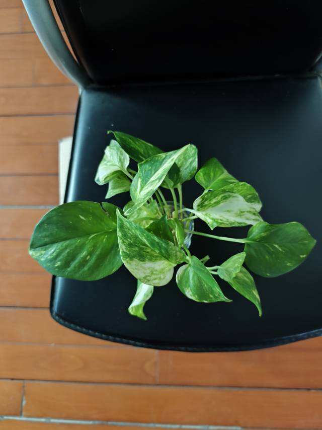 水培植物黄金葛