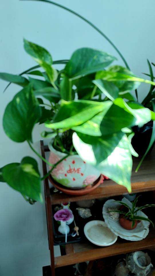 室内盘载黄金葛連瓷器盘