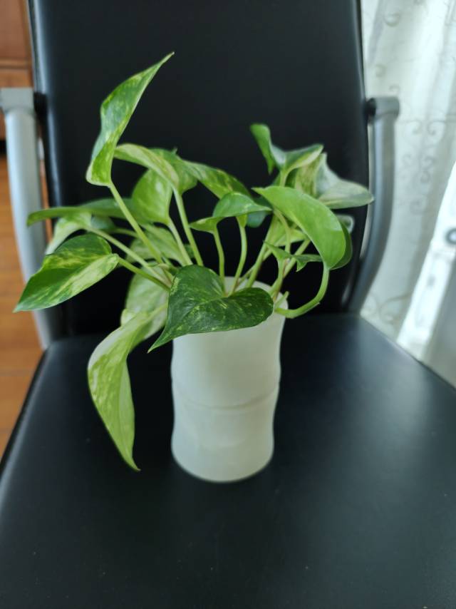 玉石笔筒送水培植物黄金葛