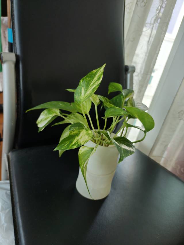 玉石笔筒送水培植物黄金葛